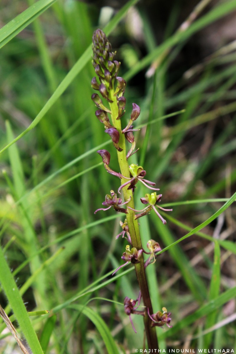 Liparis nervosa (Thunb.) Lindl.